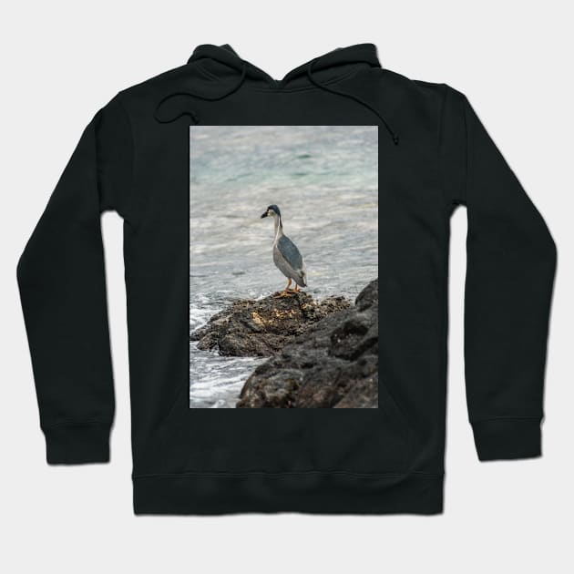 Black-crowned night heron of hawaii 7 Hoodie by KensLensDesigns